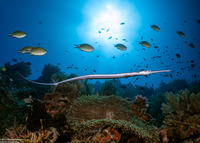 Fistularia commersonii (Bluespotted Cornetfish)