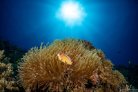 Heteractis magnifica (Magnificent Sea Anemone)