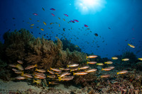 Lutjanus biguttatus (Twospot Snapper)