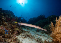 Aulostomus chinensis (Trumpetfish)