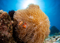 Amphiprion ocellaris (False Clown Anemonefish)