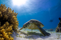 Chelonia mydas (Green Sea Turtle)