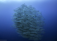 Sphyraena qenie (Blackfin Barracuda)