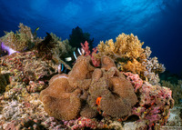 Stichodactyla mertensii (Merten's Carpet Anemone)