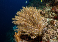 Clarkcomanthus alternans (Legless Feather Star)