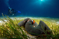 Amphiprion polymnus (Saddleback Anemonefish)