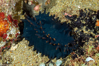 Stichopus chloronotus (Greenfish Sea Cucumber)