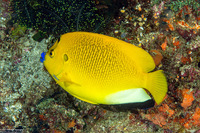 Apolemichthys trimaculatus (Three-Spot Angelfish)