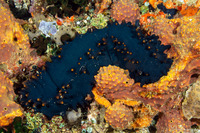 Stichopus chloronotus (Greenfish Sea Cucumber)