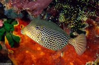 Ostracion solorense (Solor Boxfish)