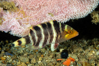 Cheilinus fasciatus (Redbreasted Wrasse)