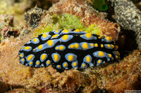 Phyllidia varicosa (Varicose Phyllidia)