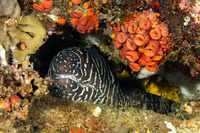 Gymnomuraena zebra (Zebra Moray)
