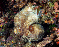 Octopus cyanea (Day Octopus)