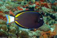 Acanthurus nigricans (Whitecheek Surgeonfish)