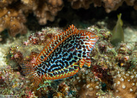 Macropharyngodon meleagris (Leopard Wrasse)