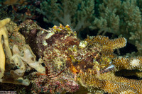 Scorpaenopsis oxycephala (Tasseled Scorpionfish)