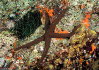 Nardoa galatheae (Brown Mesh Sea Star)