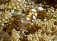 Ancylocaris brevicarpalis (Peacock-Tail Anemone Shrimp)