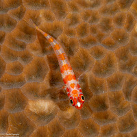 Trimma cana (Candycane Pygmygoby)
