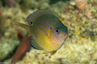 Pomacentrus vaiuli (Princess Damsel)