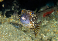 Ostracion meleagris (Spotted Boxfish)