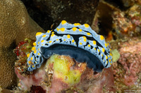 Phyllidia varicosa (Varicose Phyllidia)