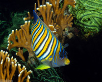 Pygoplites diacanthus (Regal Angelfish)