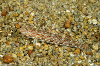 Istigobius ornatus (Ornate Sandgoby)
