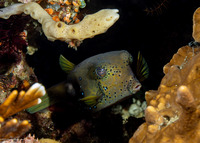 Ostracion cubicum (Yellow Boxfish)