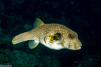 Arothron hispidus (White-Spotted Puffer)
