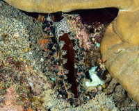 Atrina vexillum (Flag Pen Shell)