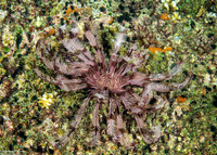 Dichrometra flagellata (Flagellate Feather Star)