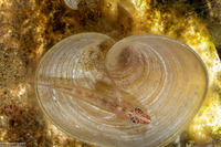 Pleurosicya mossambica (Common Ghostgoby)