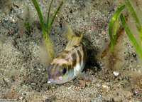 Scolopsis aurata (Yellowstripe Monocle Bream)