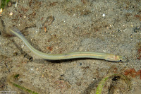 Ariosoma scheelei (Shleele’s Conger)