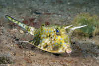 Lactoria cornuta (Longhorn Cowfish)