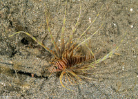 Pterois volitans (Red Lionfish)
