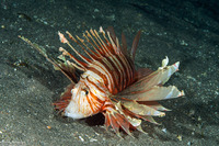 Pterois volitans (Red Lionfish)