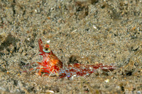 Metapenaeopsis sp.1 (Metapenaeopsis sp.1)