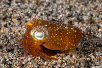 Sepiadarium kochi (Tropical Bobtail Squid)