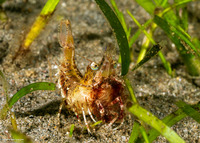 Sicyonia lancifer (Knight Rock Shrimp)
