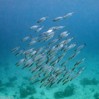 Grammatorcynus bilineatus (Double-Lined Mackerel)