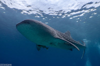 Rhincodon typus (Whale Shark)