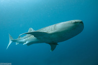 Rhincodon typus (Whale Shark)