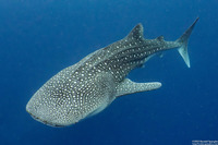 Rhincodon typus (Whale Shark)
