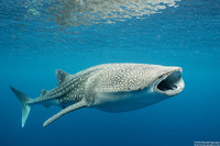 Rhincodon typus (Whale Shark)