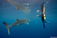 Rhincodon typus (Whale Shark)
