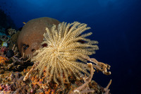 Clarkcomanthus alternans (Legless Feather Star)