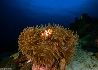 Amphiprion ocellaris (False Clown Anemonefish)